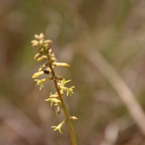 Stackhousia viminea at Mongarlowe, NSW - suppressed