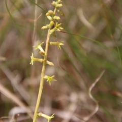 Stackhousia viminea at Mongarlowe, NSW - suppressed