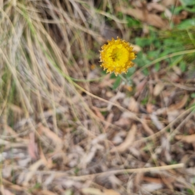 Coronidium scorpioides (Button Everlasting) at Bungendore, NSW - 21 Oct 2023 by clarehoneydove