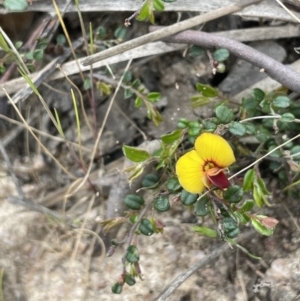 Bossiaea buxifolia at Rendezvous Creek, ACT - 21 Oct 2023 01:32 PM