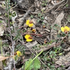 Bossiaea buxifolia at Rendezvous Creek, ACT - 21 Oct 2023 01:32 PM