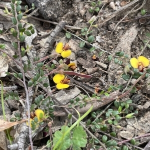 Bossiaea buxifolia at Rendezvous Creek, ACT - 21 Oct 2023 01:32 PM