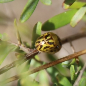 Paropsisterna obliterata at Mongarlowe, NSW - 21 Oct 2023