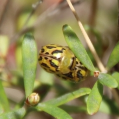 Paropsisterna obliterata at Mongarlowe, NSW - 21 Oct 2023