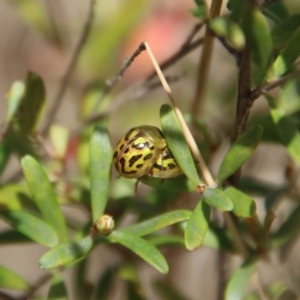 Paropsisterna obliterata at Mongarlowe, NSW - 21 Oct 2023