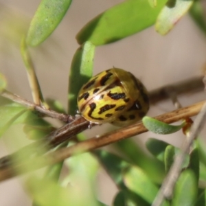 Paropsisterna obliterata at Mongarlowe, NSW - 21 Oct 2023