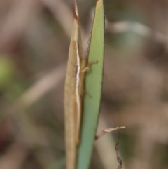 Psednura pedestris (Psednura grasshopper) at Mongarlowe, NSW - 21 Oct 2023 by LisaH