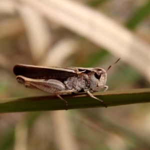 Cryptobothrus chrysophorus at Mongarlowe, NSW - 21 Oct 2023