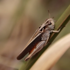 Cryptobothrus chrysophorus at Mongarlowe, NSW - suppressed
