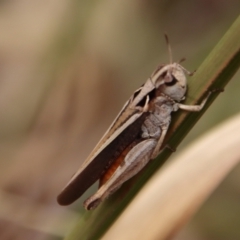 Cryptobothrus chrysophorus at Mongarlowe, NSW - 21 Oct 2023