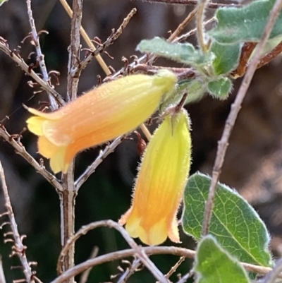Marianthus bignoniacea (Orange Bell-Climber) at Halls Gap, VIC - 18 Oct 2023 by AnneG1