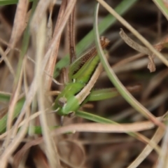 Praxibulus sp. (genus) (A grasshopper) at Mongarlowe, NSW - 21 Oct 2023 by LisaH