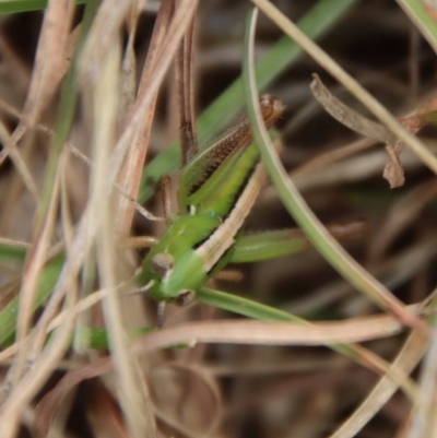 Praxibulus sp. (genus) (A grasshopper) at Mongarlowe, NSW - 21 Oct 2023 by LisaH