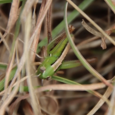 Praxibulus sp. (genus) (A grasshopper) at Mongarlowe River - 21 Oct 2023 by LisaH