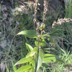 Veronica derwentiana subsp. maideniana at Rendezvous Creek, ACT - 21 Oct 2023 by JaneR