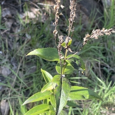 Veronica derwentiana subsp. maideniana at Namadgi National Park - 21 Oct 2023 by JaneR