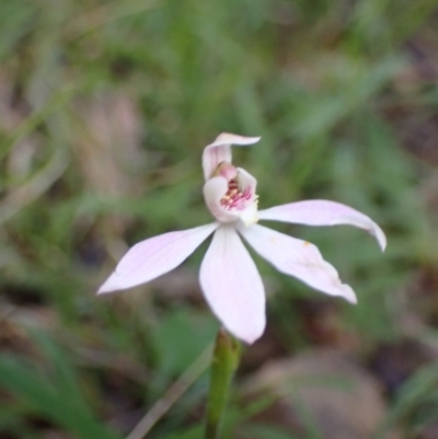 Caladenia carnea (Pink Fingers) at Halls Gap, VIC - 18 Oct 2023 by AnneG1