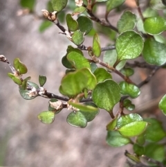 Muehlenbeckia axillaris (Matted Lignum) at Rendezvous Creek, ACT - 21 Oct 2023 by JaneR