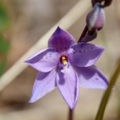 Thelymitra ixioides (Dotted Sun Orchid) at Mongarlowe, NSW - 21 Oct 2023 by LisaH