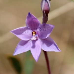 Thelymitra ixioides at Mongarlowe, NSW - 21 Oct 2023