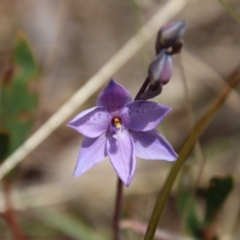 Thelymitra ixioides at Mongarlowe, NSW - 21 Oct 2023