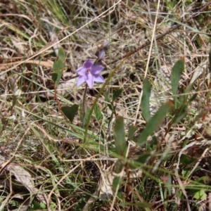 Thelymitra ixioides at Mongarlowe, NSW - 21 Oct 2023