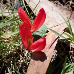 Kennedia prostrata (Running Postman) at Halls Gap, VIC - 18 Oct 2023 by AnneG1