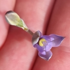 Thelymitra sp. (pauciflora complex) (Sun Orchid) at Bungendore, NSW - 21 Oct 2023 by clarehoneydove