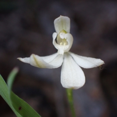 Caladenia carnea (Pink Fingers) at Halls Gap, VIC - 18 Oct 2023 by AnneG1
