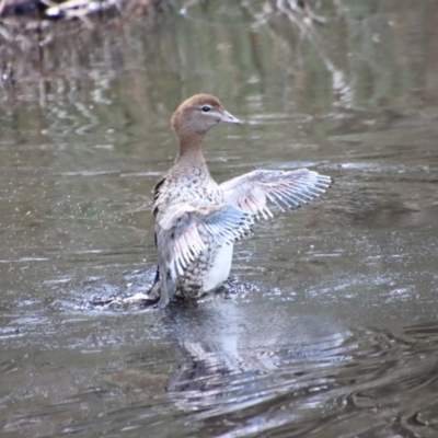 Chenonetta jubata (Australian Wood Duck) at Mongarlowe, NSW - 21 Oct 2023 by LisaH