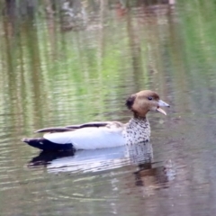 Chenonetta jubata at Mongarlowe, NSW - suppressed