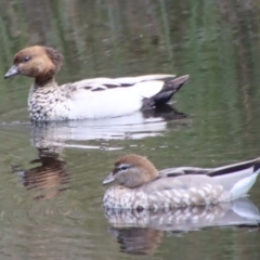 Chenonetta jubata at Mongarlowe, NSW - suppressed