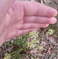 Stackhousia monogyna (Creamy Candles) at Bungendore, NSW - 21 Oct 2023 by clarehoneydove