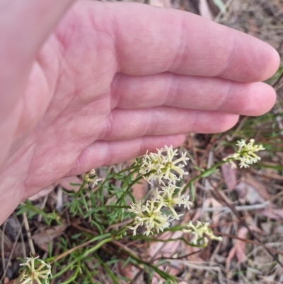 Stackhousia monogyna (Creamy Candles) at Bungendore, NSW - 21 Oct 2023 by clarehoneydove