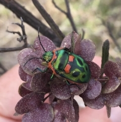 Scutiphora pedicellata (Metallic Jewel Bug) at Tuggeranong, ACT - 20 Oct 2023 by LOz