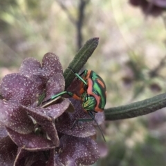 Scutiphora pedicellata at Tuggeranong, ACT - 21 Oct 2023