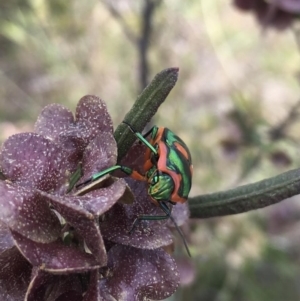 Scutiphora pedicellata at Tuggeranong, ACT - 21 Oct 2023