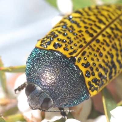 Stigmodera macularia (Macularia jewel beetle) at Tianjara, NSW - 20 Oct 2023 by Harrisi