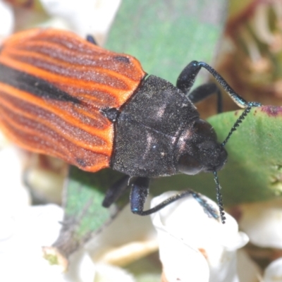 Castiarina erythroptera (Lycid Mimic Jewel Beetle) at Tianjara, NSW - 21 Oct 2023 by Harrisi