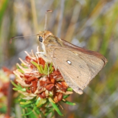 Trapezites luteus at Tianjara, NSW - 20 Oct 2023 by Harrisi