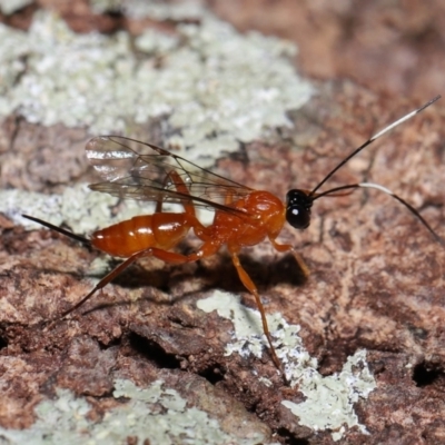 Unidentified Parasitic wasp (numerous families) at Wellington Point, QLD - 2 Oct 2023 by TimL