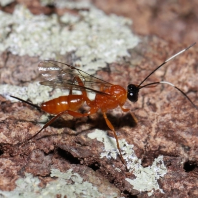 Unverified Parasitic wasp (numerous families) at Wellington Point, QLD - 3 Oct 2023 by TimL