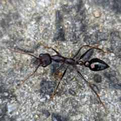 Myrmecia forficata at Grassy, TAS - 21 Oct 2023 by HelenCross