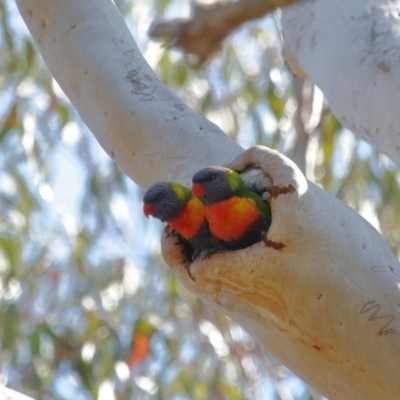 Trichoglossus moluccanus (Rainbow Lorikeet) at Ormiston, QLD - 3 Oct 2023 by TimL