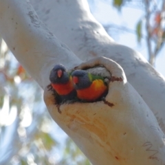 Trichoglossus moluccanus at Ormiston, QLD - 3 Oct 2023 09:34 AM