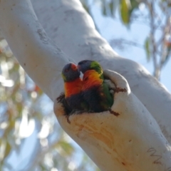 Trichoglossus moluccanus at Ormiston, QLD - 3 Oct 2023 09:34 AM