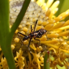 Reduviidae (family) (An assassin bug) at Colo Vale, NSW - 20 Oct 2023 by Curiosity