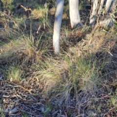 Rytidosperma pallidum (Red-anther Wallaby Grass) at Tuggeranong, ACT - 21 Oct 2023 by LPadg