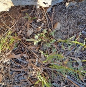 Poranthera microphylla at Tuggeranong, ACT - 22 Oct 2023