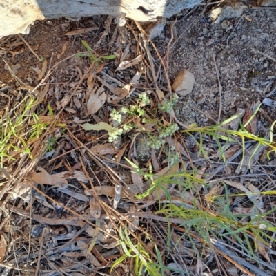 Poranthera microphylla (Small Poranthera) at Tuggeranong, ACT - 22 Oct 2023 by LPadg